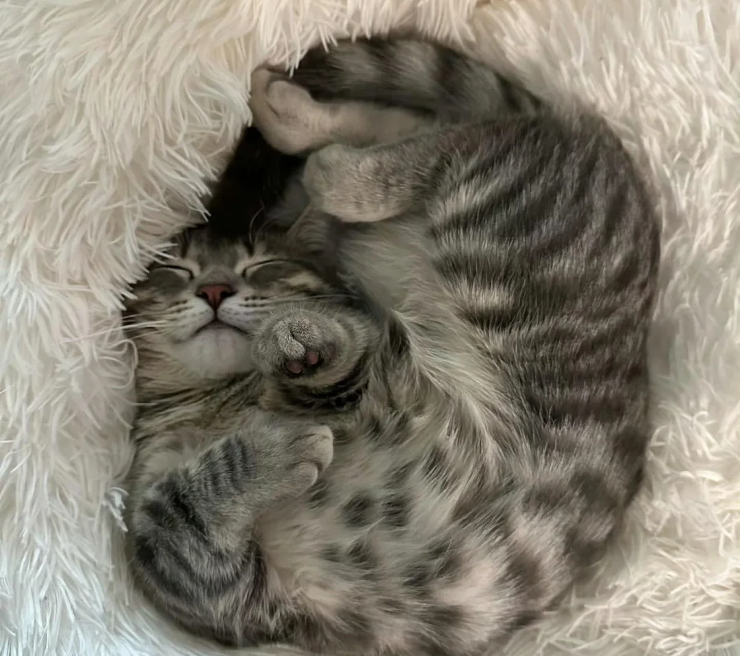 The Secret Language of Naps: What Is Your Cat's Bed Choice Telling You | Bigeeo.com