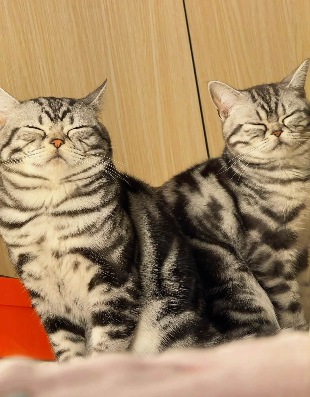 The Surprising Reasons Why Your Cat Sleeps Standing Up | bigeeo.com