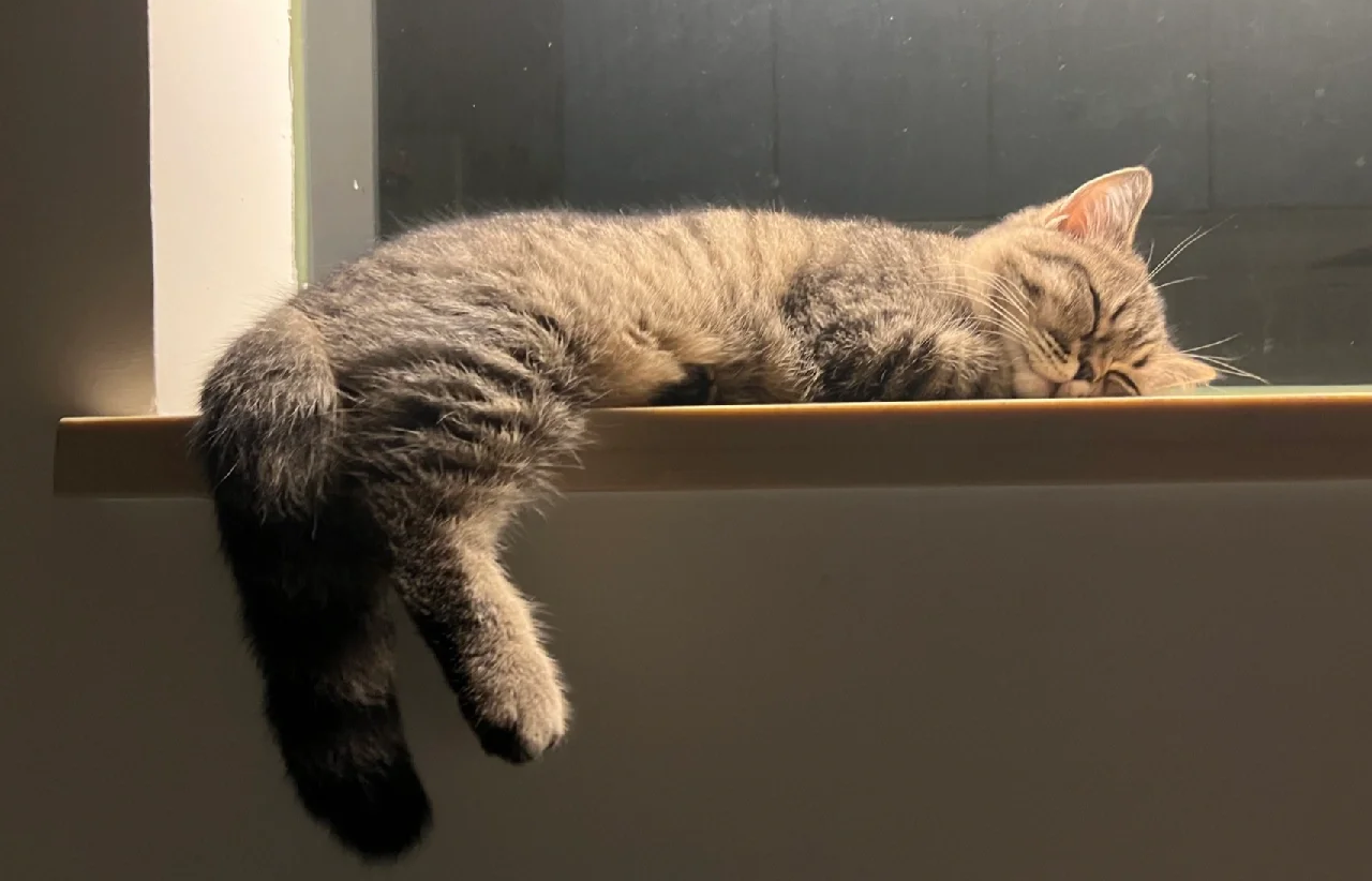 What Do Cats Dream About? The Secret World of Your Cat's Mind| bigeeo.com