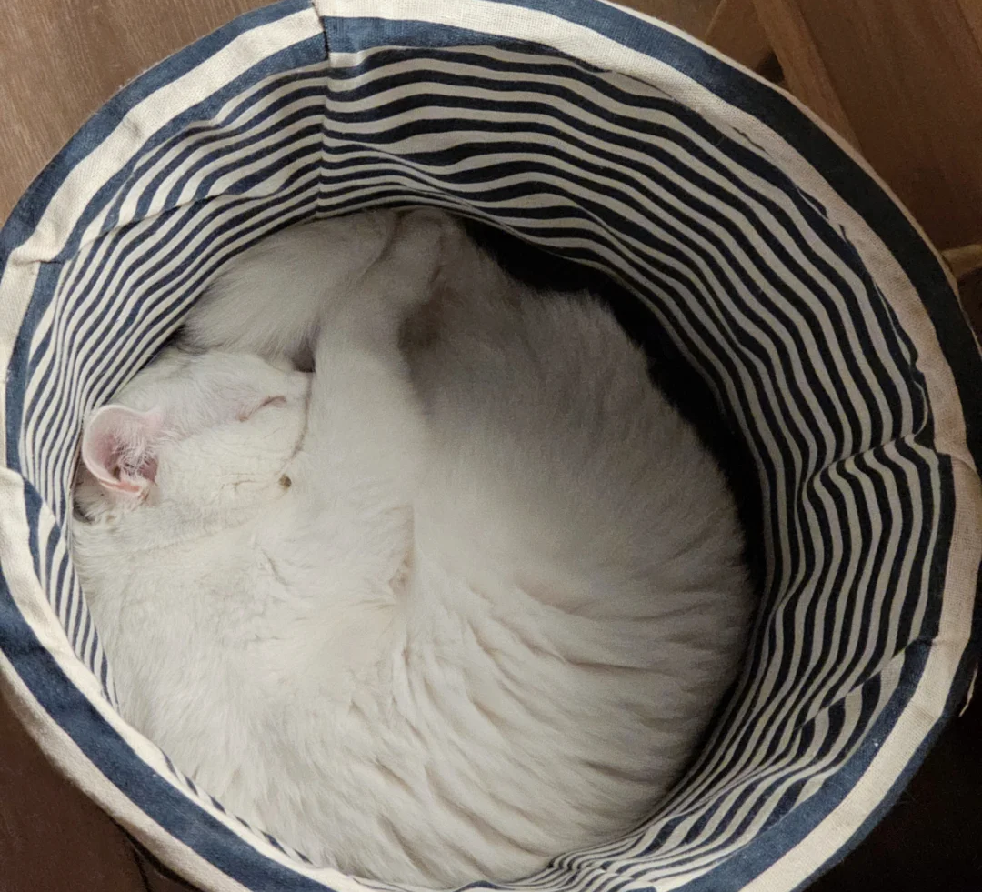 Why Does My Cat Sleep in the Laundry Basket? A Deep Dive into Scent, Security, and Love | bigeeo.com