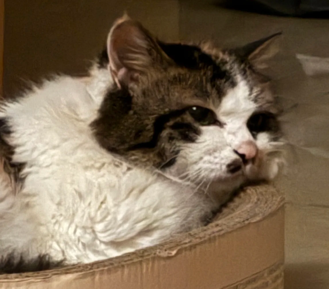 Navigating the Shadows: A Comprehensive Guide for Your Senior Cat with Vision Loss | bigeeo.com