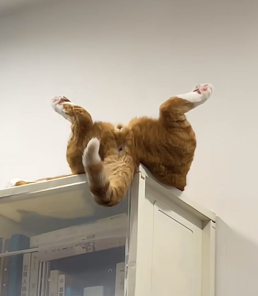 Why Did My Cat Move? Decoding Your Cat's Secret Language Through Its Sleeping Spot