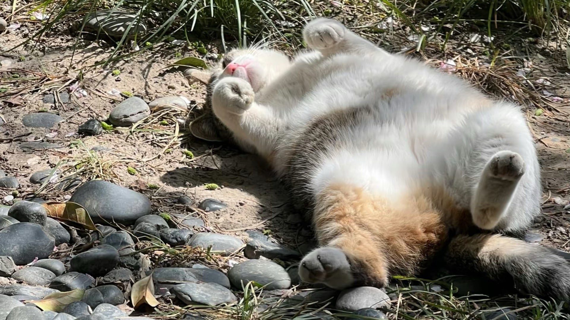 Why Your Cat Prefers the Floor to Its Fancy Bed