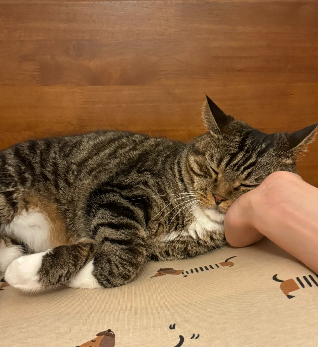 Why Does My Cat Sleep On My Head? The Surprising Reasons Behind This Quirky Habit | bigeeo.com