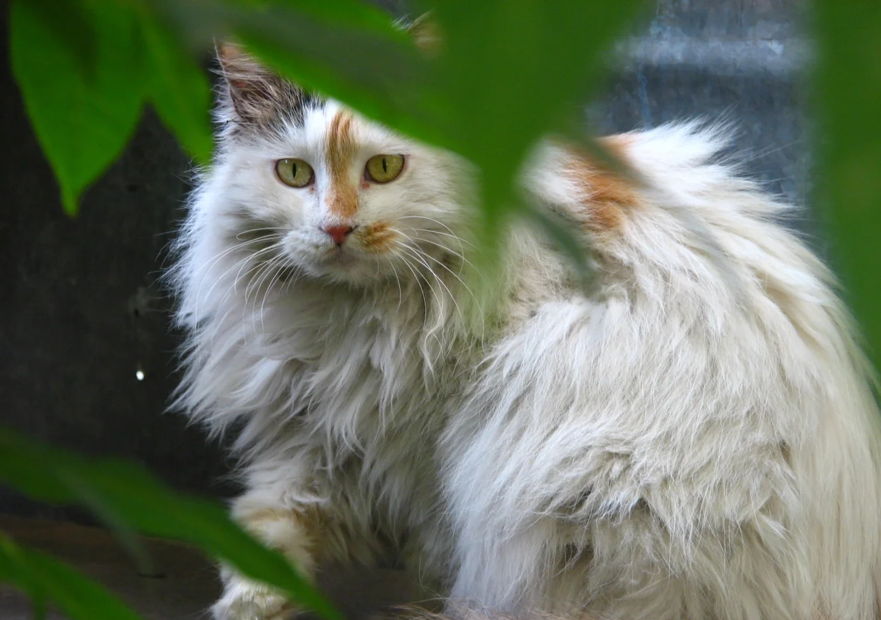 From Clingy to Calm: Why Your Senior Cat’s Quietness is the Ultimate Sign of Trust | bigeeo.com