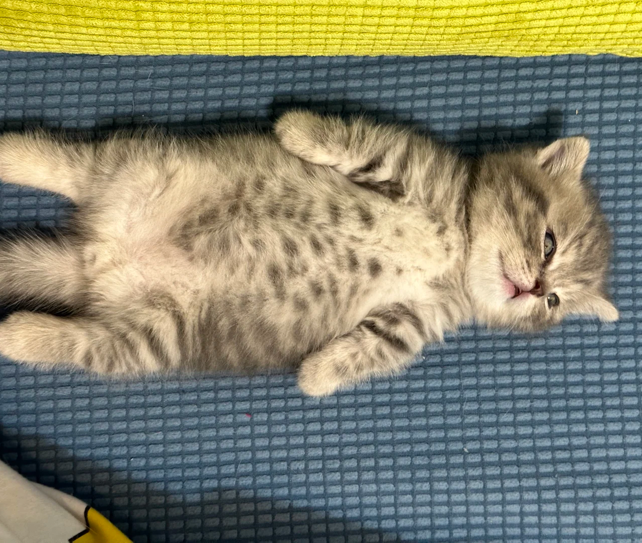 Close, But No Cuddles: What Your Cat's Sleeping Spot Really Means | bigeeo.com