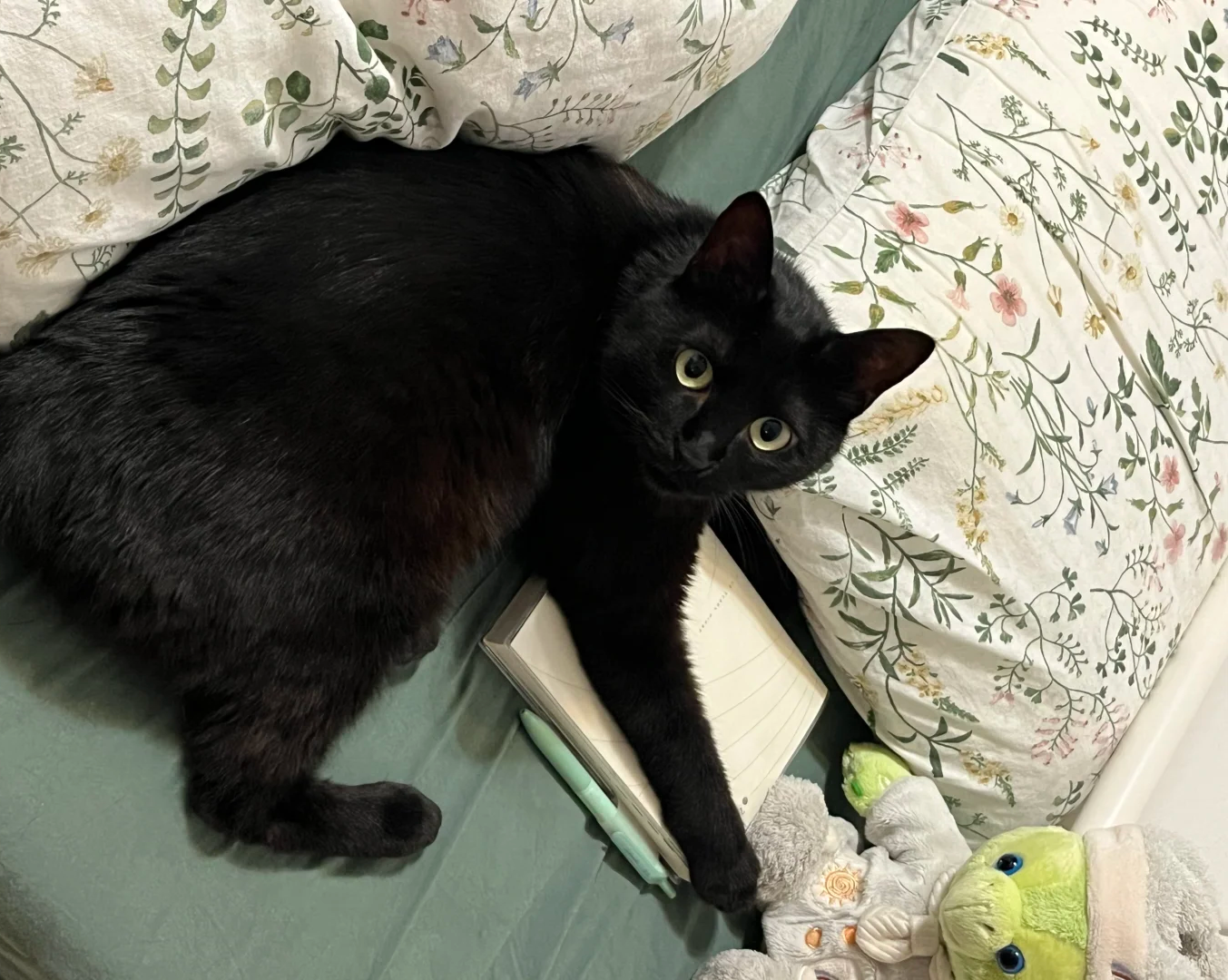 Why Does My Cat Sleep With Me? A Deep Dive into Your Cat's Nighttime Rituals | bigeeo.com