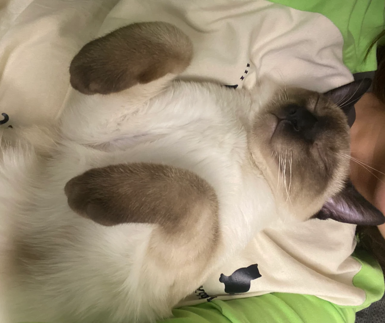 Why Your Cat Sleeps On Your Chest: The Secret Language of Love and Trust | bigeeo.com