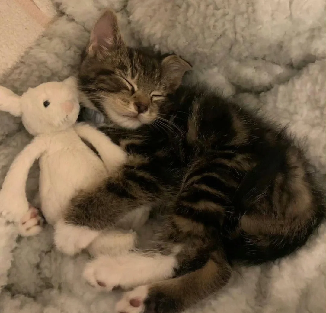 Unlocking Your Cat's Dream World: What Those Sleepy Twitches and Meows Really Mean | bigeoo.com