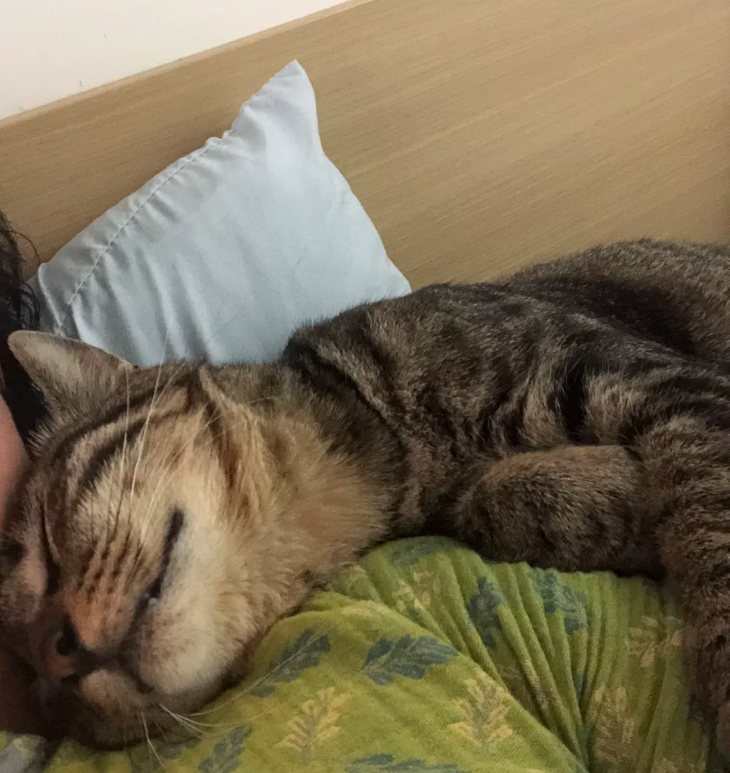Why Your Cat Uses You as a Pillow: A Deep Dive into Trust, Comfort, and Connection | bigeeo.com