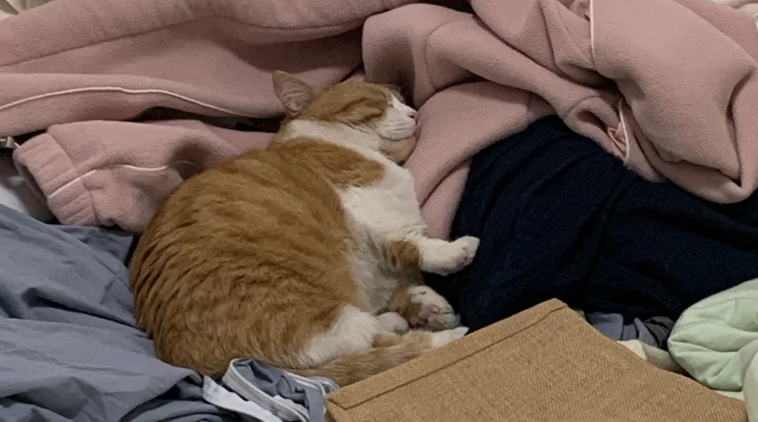 Why Your Cat is Obsessed with Your Clothing: A Guide to Scent Communication | bigeeo.com