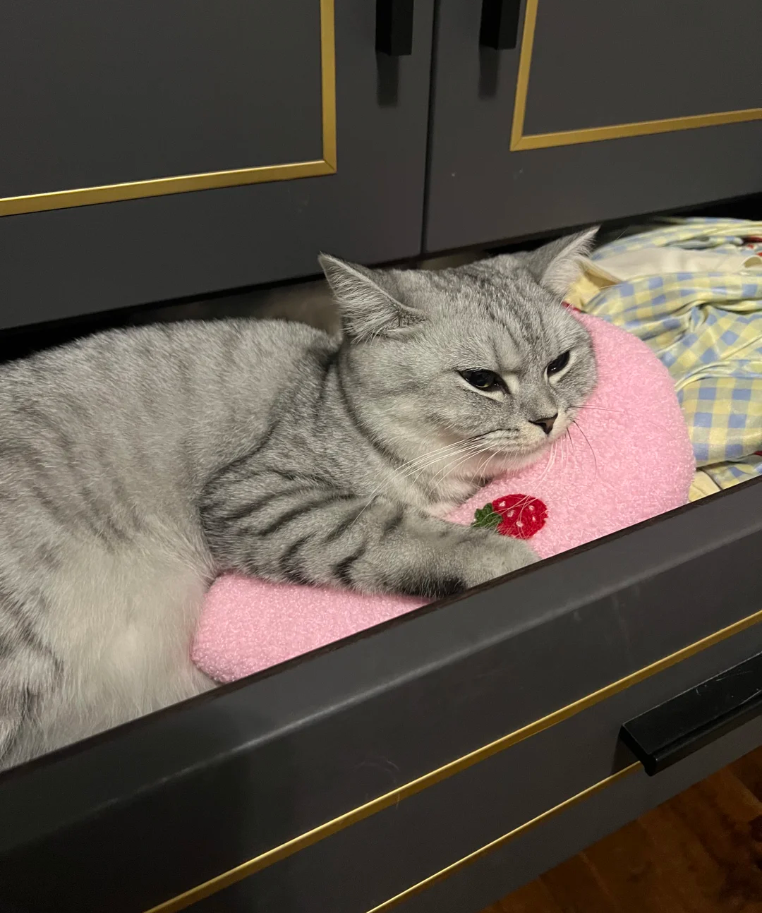 Why Your Cat is Obsessed with Drawers and How to Create a Safer Haven | bigeeo.com