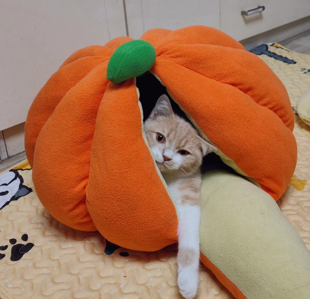 Why Your Cat's Bed is the Secret to a Cozy Winter | bigeeo.com