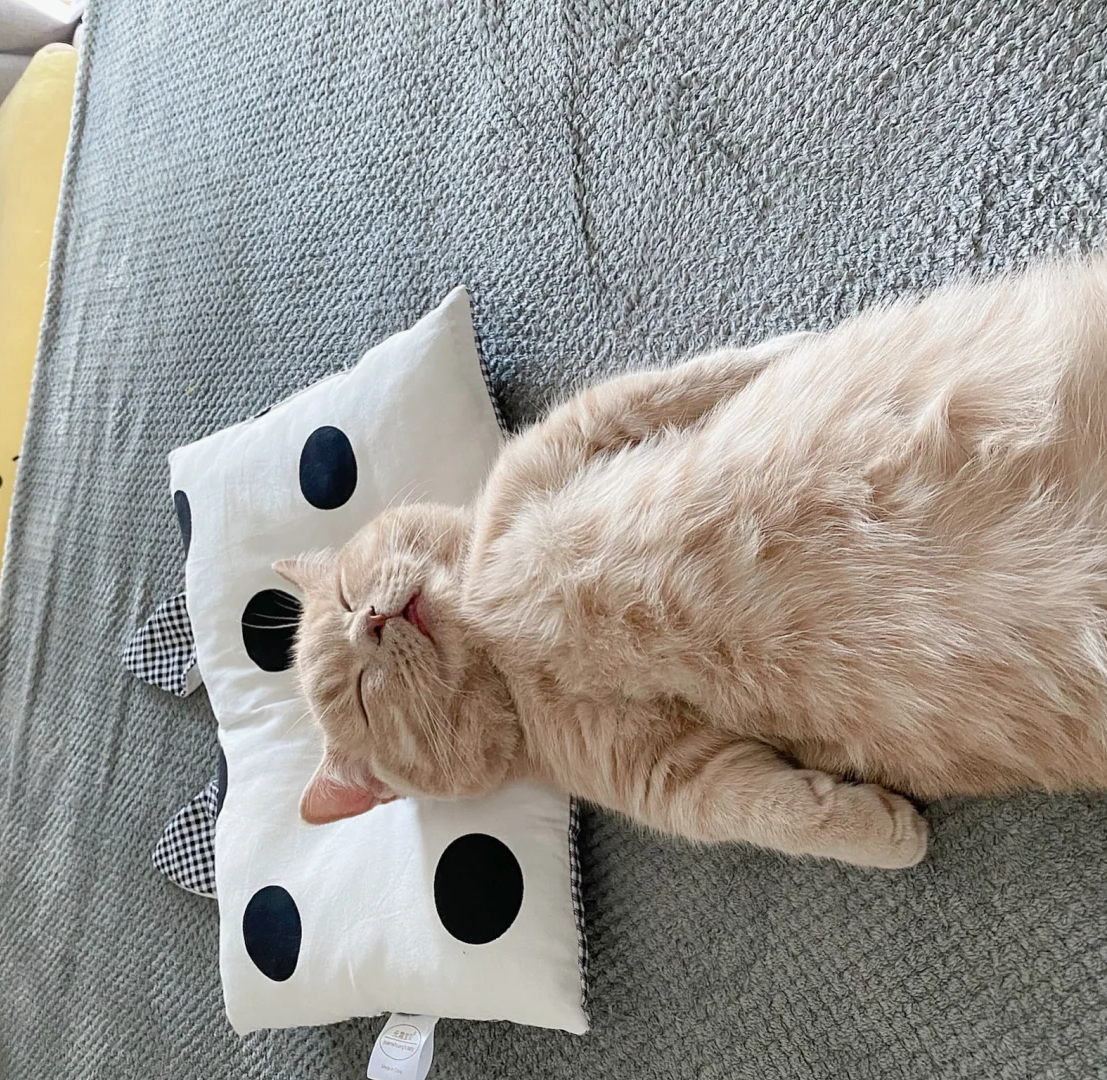 Do Cats Dream About Their Owners? The Surprising Science Behind Your Cat's Sleep | bigeeo.com