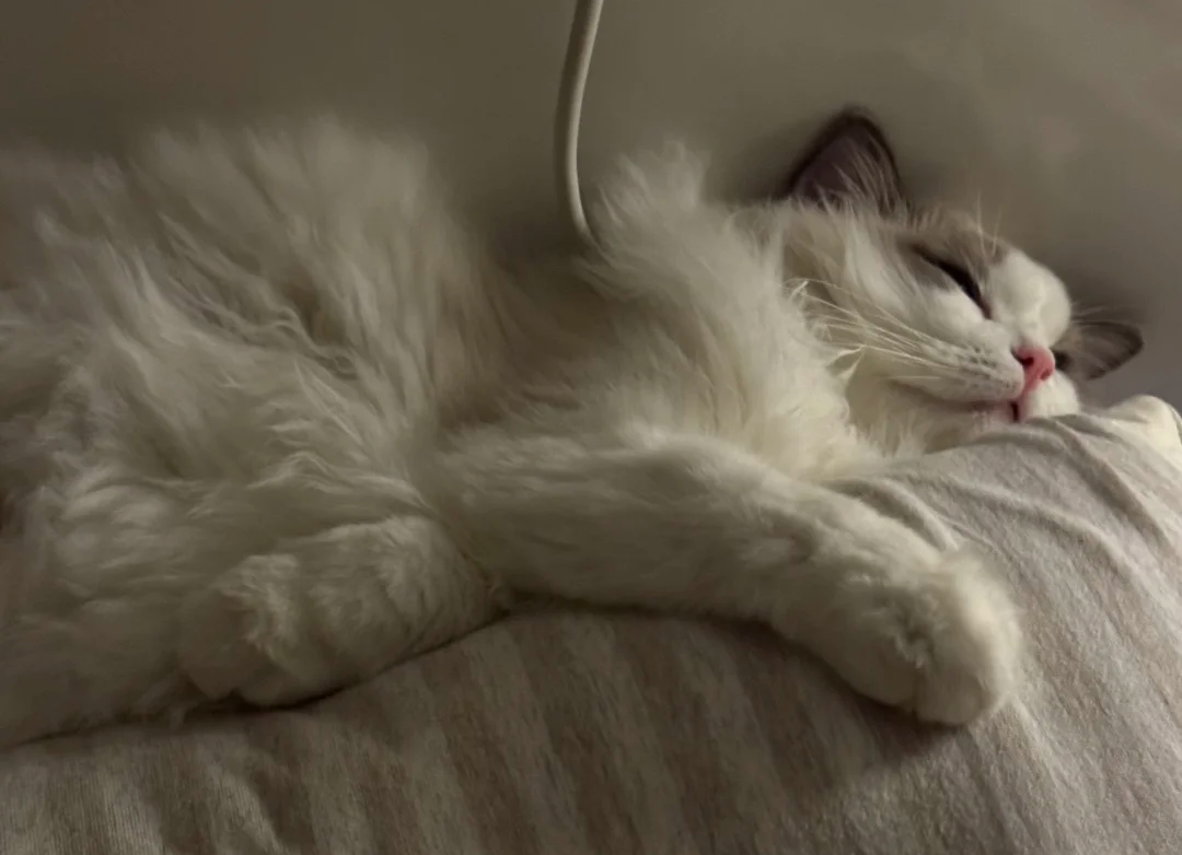 Why Cats Are Active at Night and What Owners Can Do