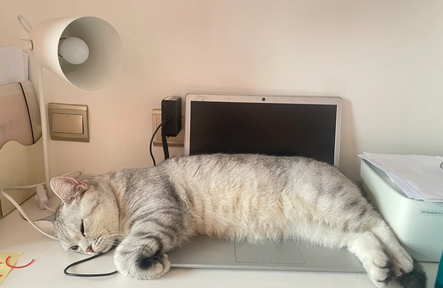 Why Your Cat Is Obsessed With Your Keyboard (And How to Gently Reclaim Your Workspace) | bigeeo.com