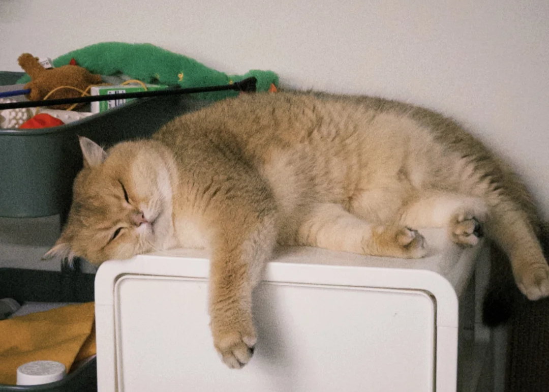 Bigeeo | Creating the Perfect Cat Sleep Sanctuary 