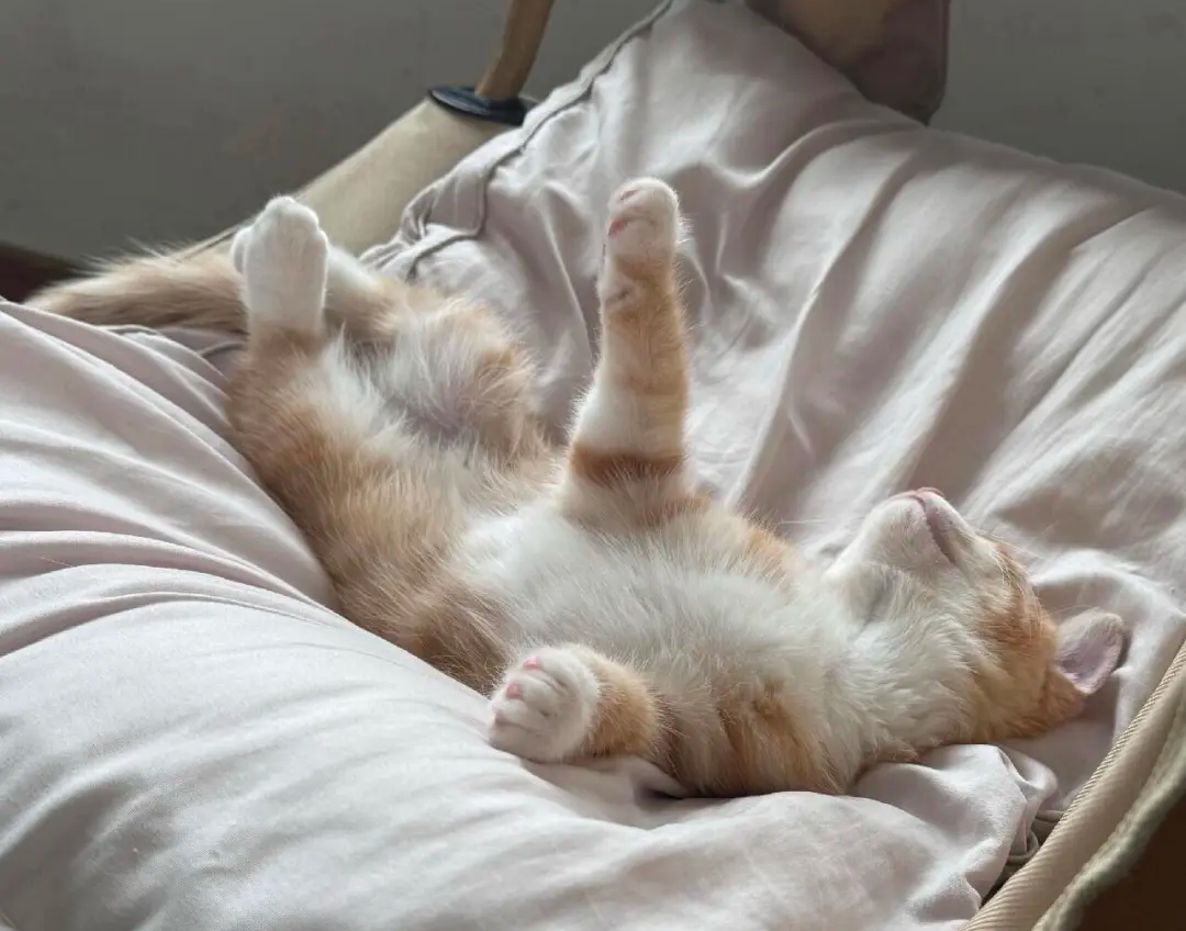 Bigeeo | How to Help Your Cat Sleep Better and Feel Safe Every Night