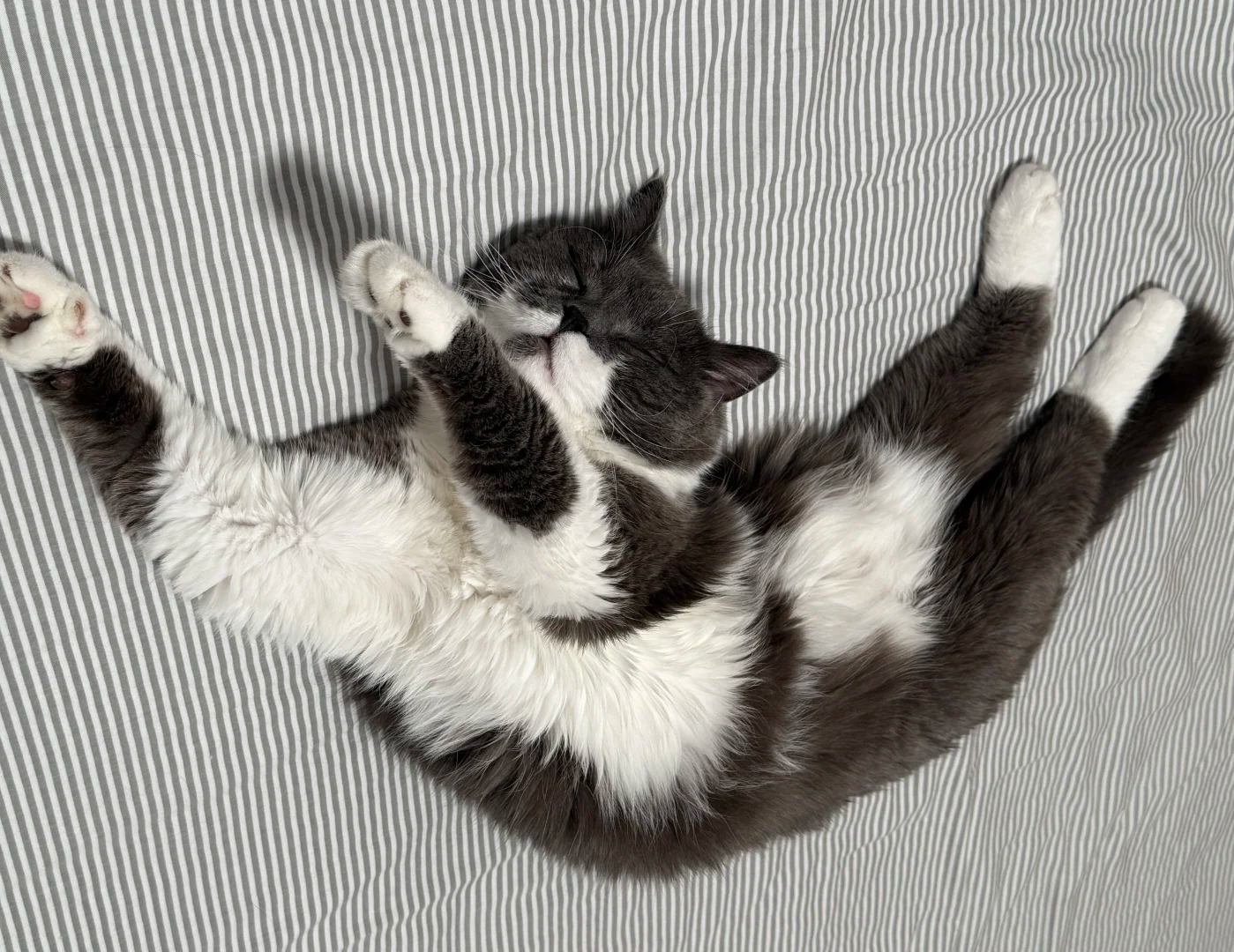 Bigeeo | How Much Do Cats Dream? Understanding Cat Sleep and Creating the Perfect Cat Cave Setup