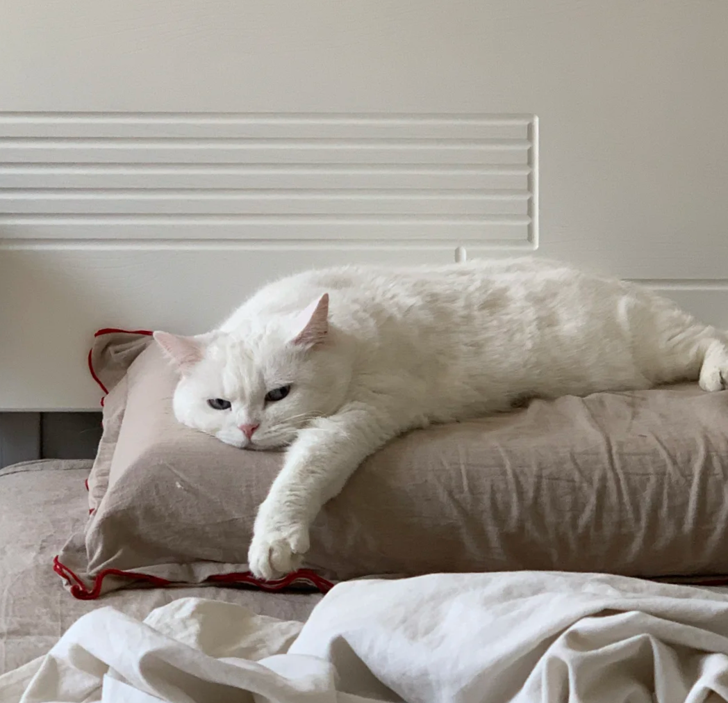 Bigeeo | Why Your Cat Sleeps Near Your Pillow and What It Really Means