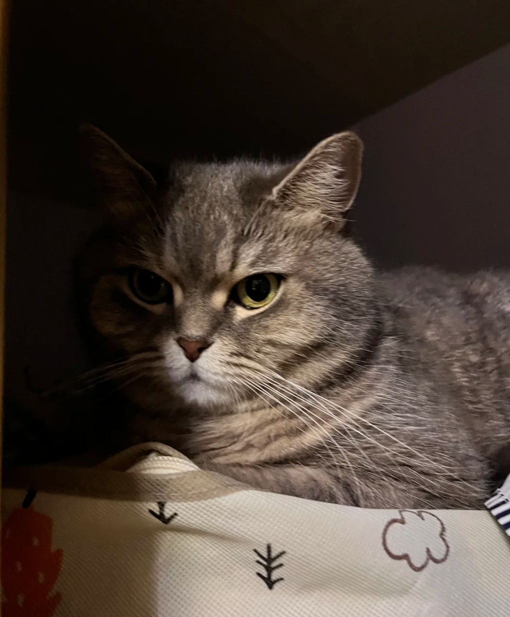 Bigeeo | Why Cats Love Hiding in Closets and How to Create Safe Spaces at Home