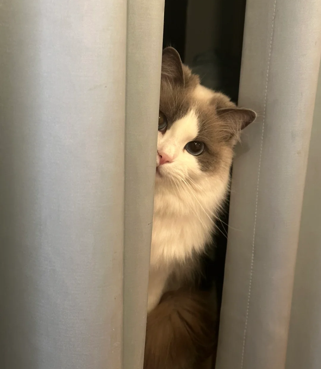 Bigeeo | Why Cats Love Hiding Behind Curtains 