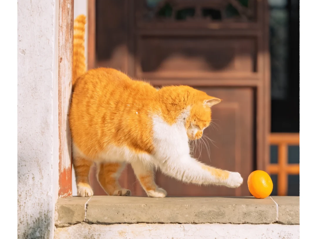 Bigeeo | Why Cats Dislike Citrus Scents