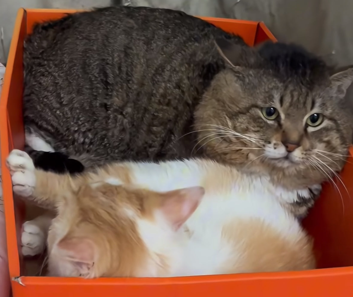 cat fight management | Bigeeo.com