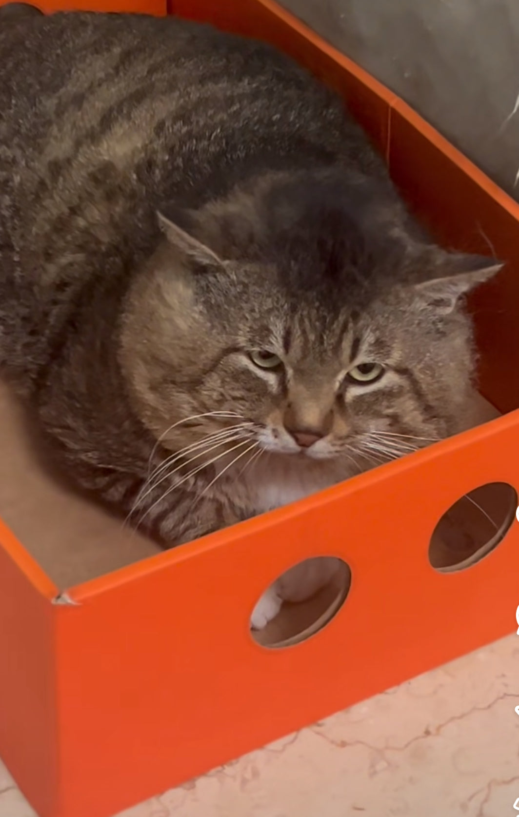 fat tiger in the box | bigeeo.com