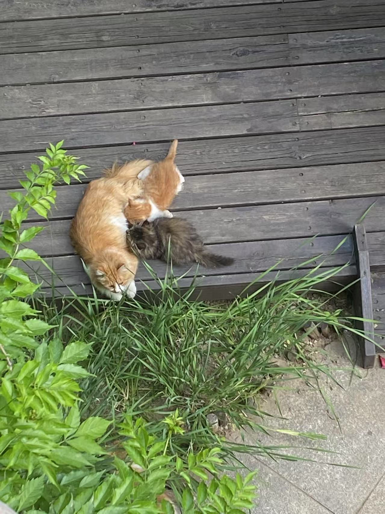 LGH and baby cats | Bigeeo.com