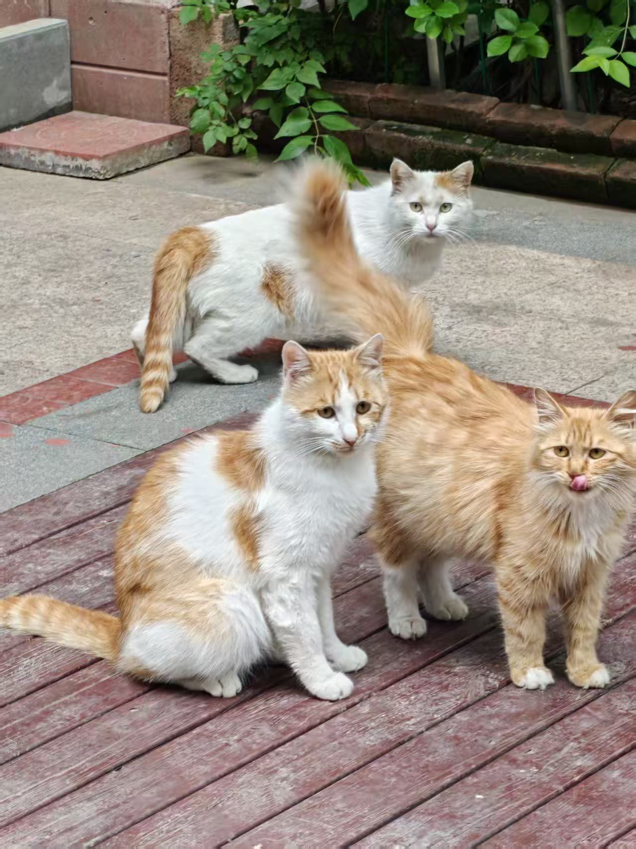 Multi-Cat Households: Creating Harmony and Personal Spaces
