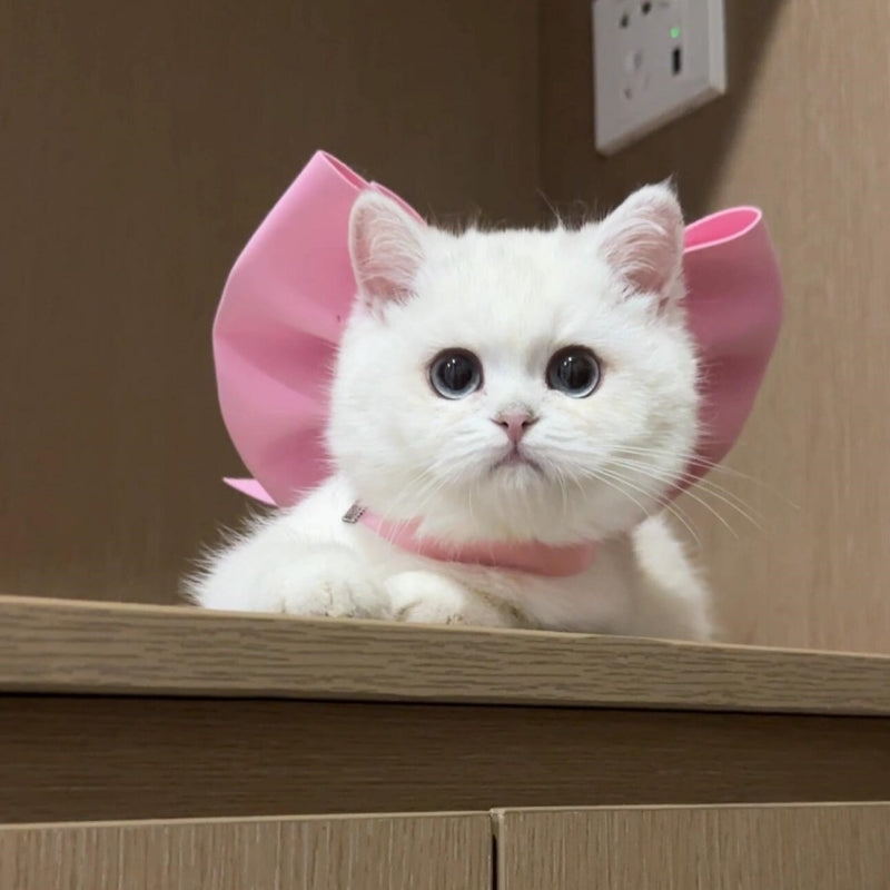 Cat Bow Collar – Elegant Satin Ribbon