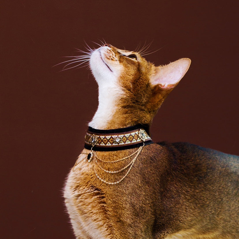 Royal Black & Gold Cat Collar with Chains