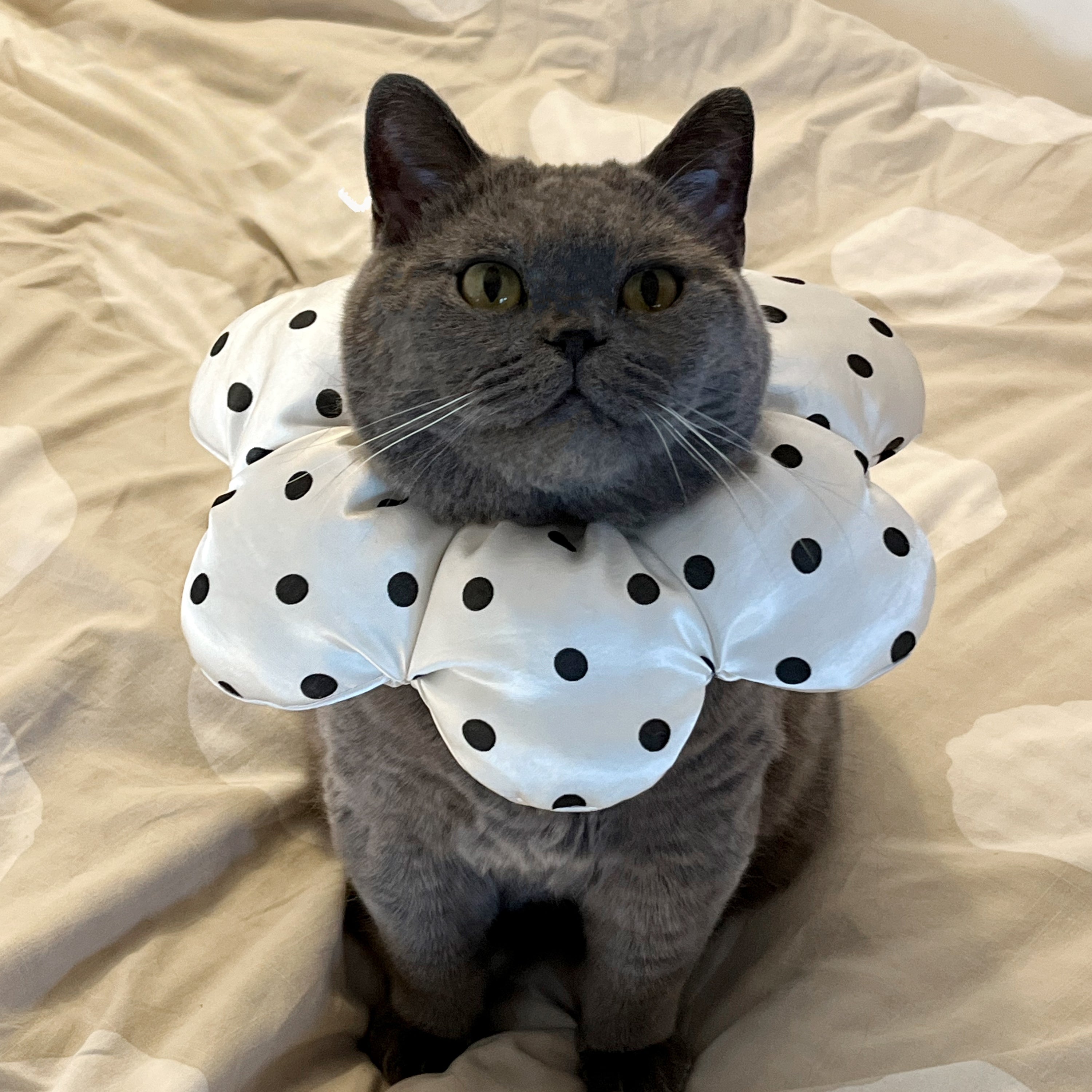 Polka Dot Flower Cat Collar