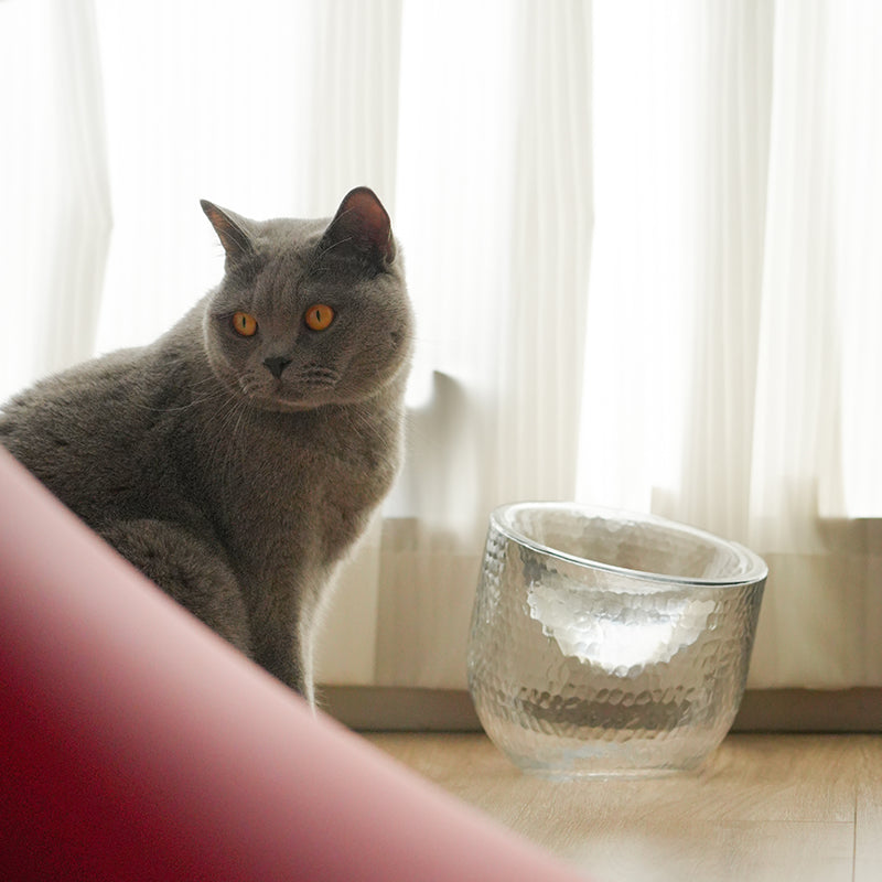 Artisan Tilted Glass Pet Bowl cat bowl by Bigeeo – photo 5