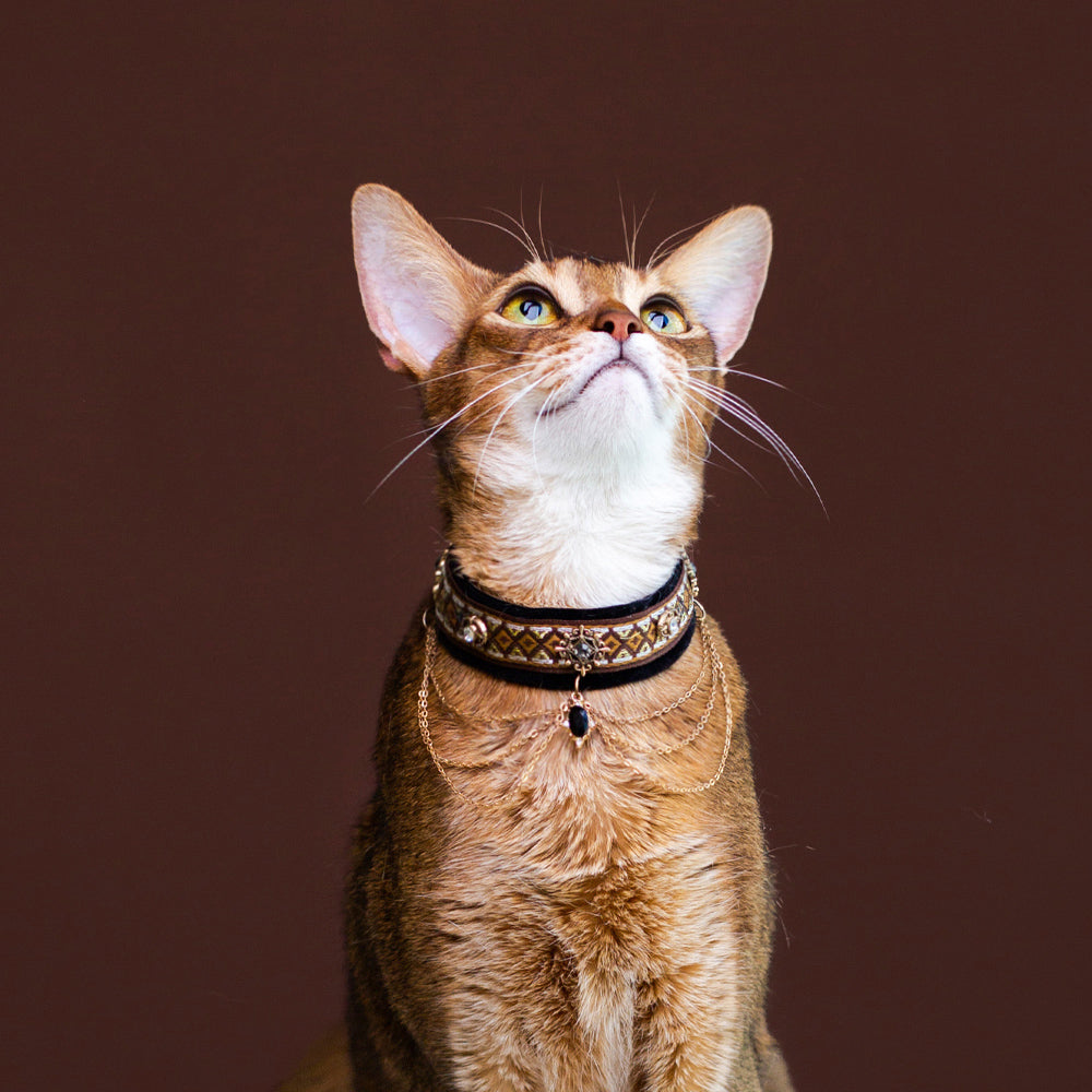 Royal Black & Gold Cat Collar with Chains