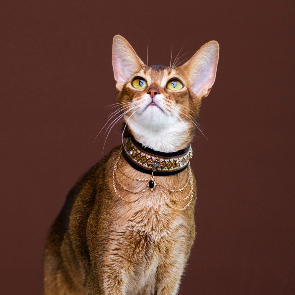 Royal Black & Gold Cat Collar with Chains