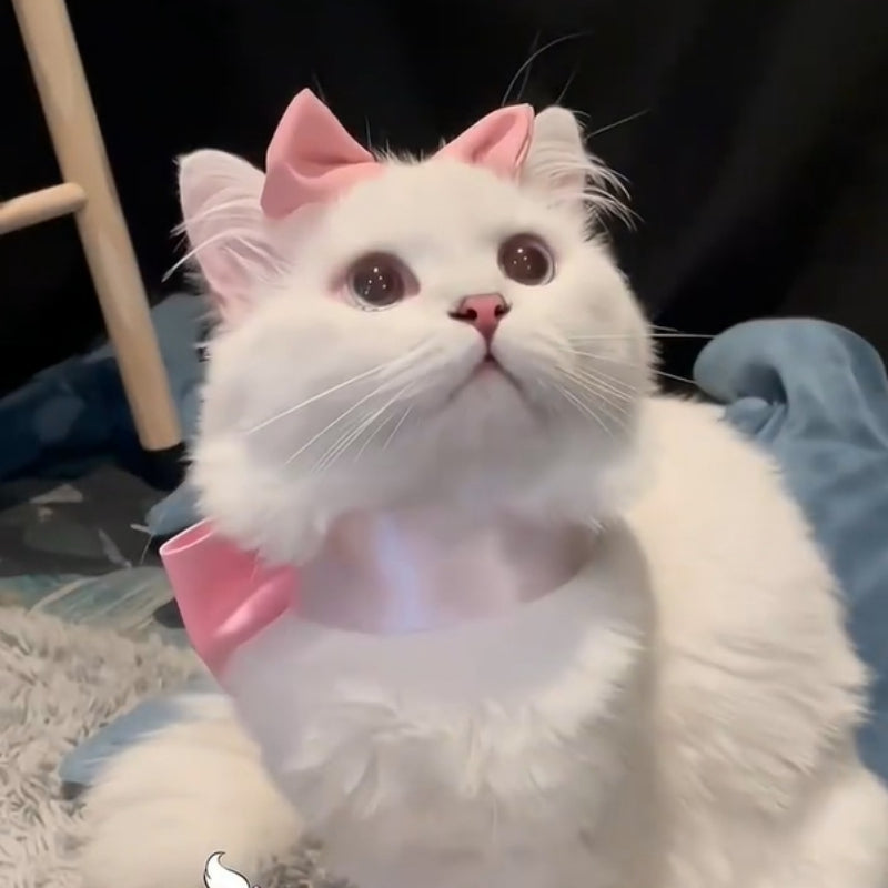 Cat Bow Collar – Elegant Satin Ribbon