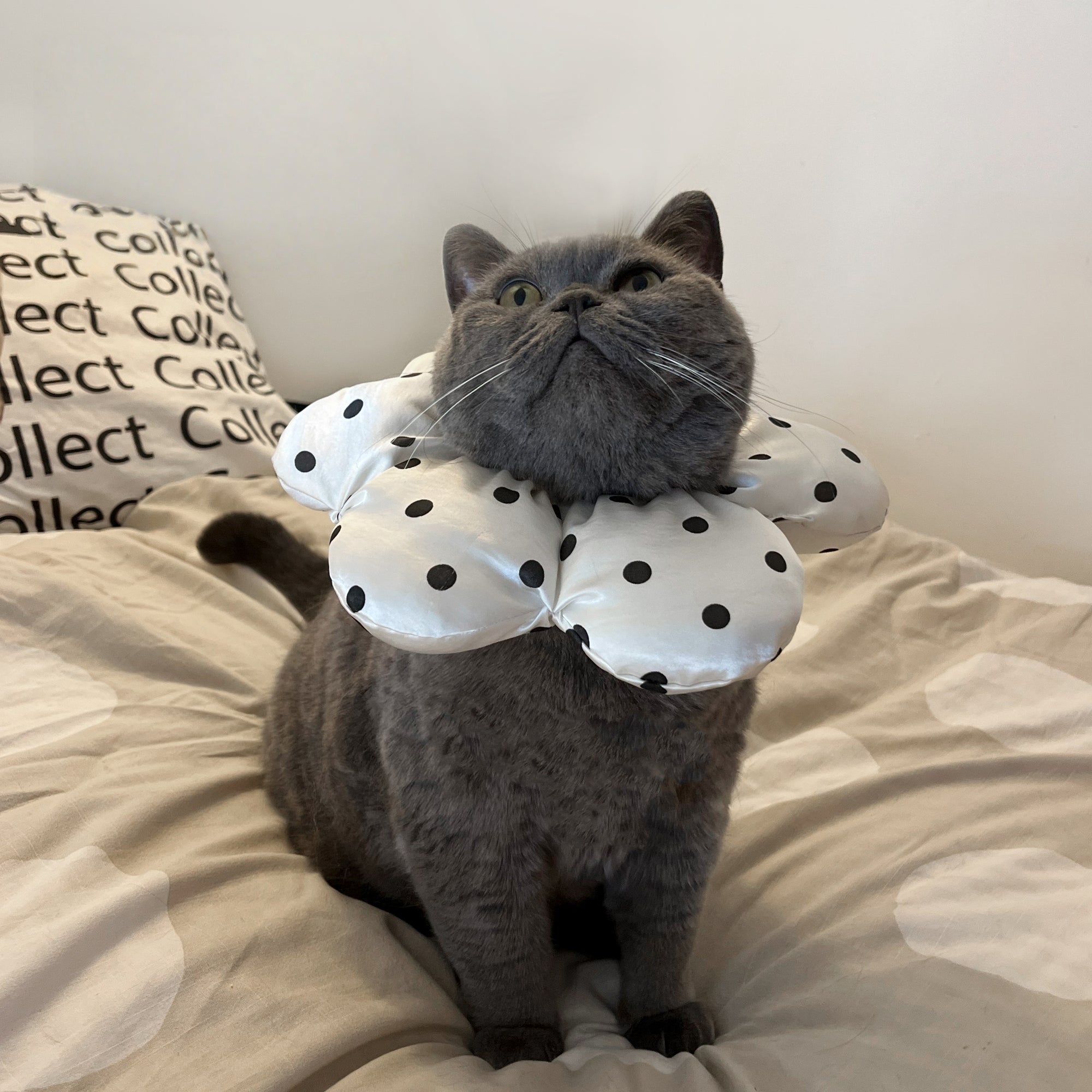 Polka Dot Flower Cat Collar