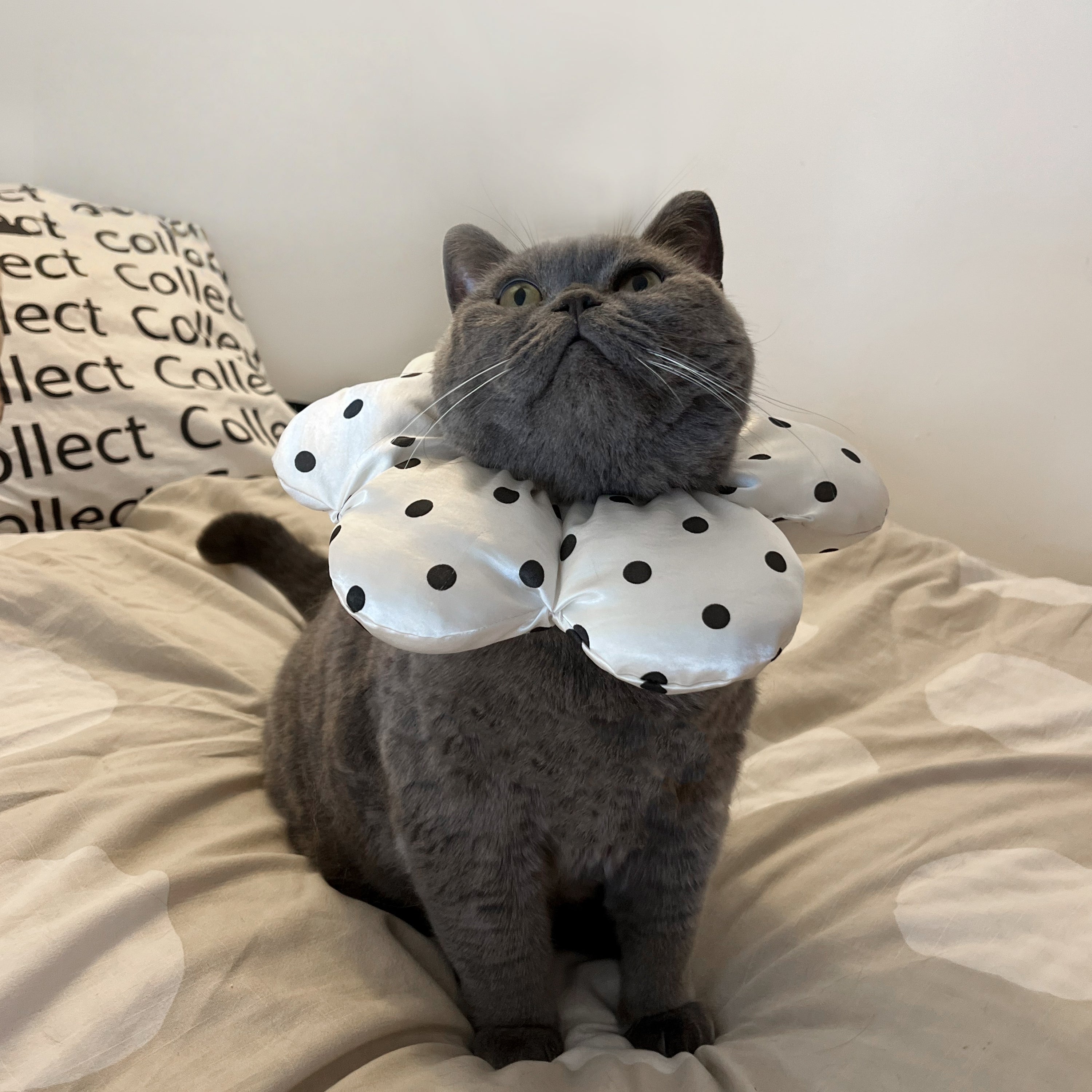 Polka Dot Flower Cat Collar