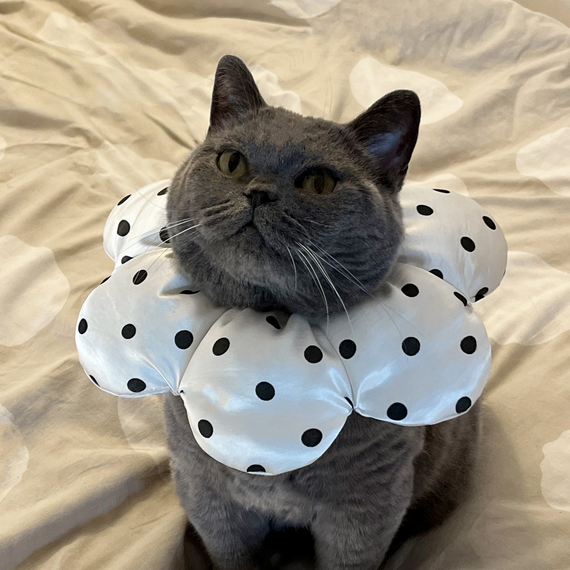Polka Dot Flower Cat Collar