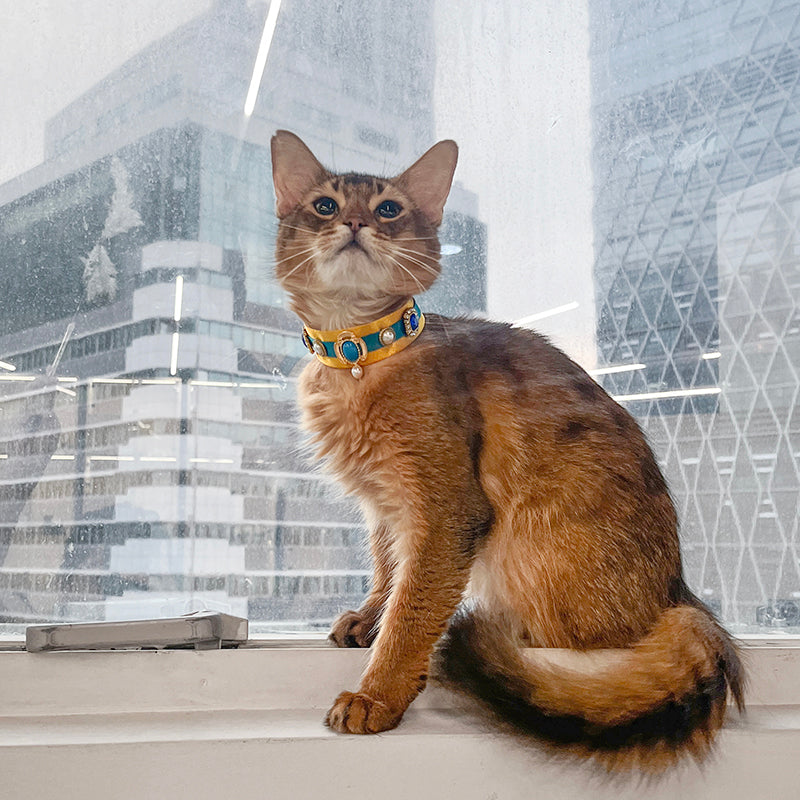 Pharaoh Cat Collar