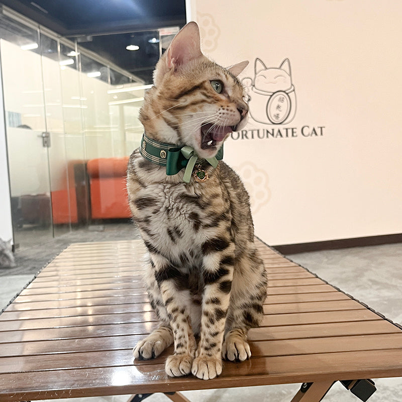 Slytherin Limited Edition Cat Collar