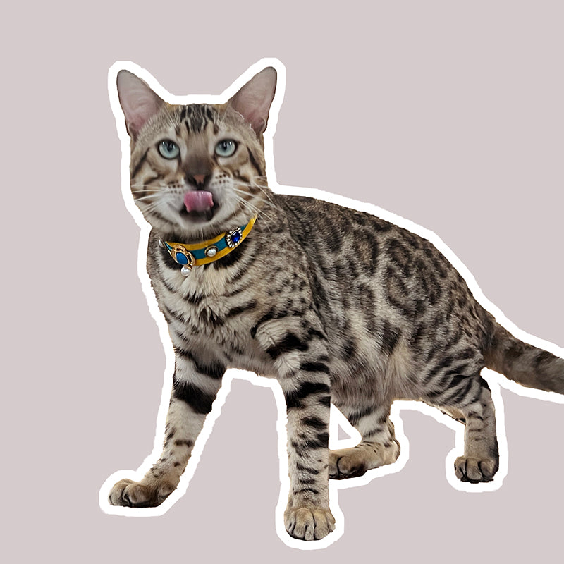 Pharaoh Cat Collar