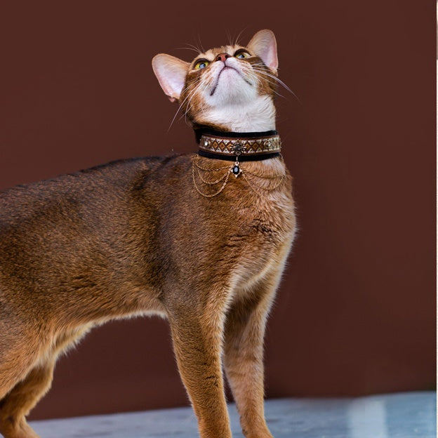 Royal Black & Gold Cat Collar with Chains
