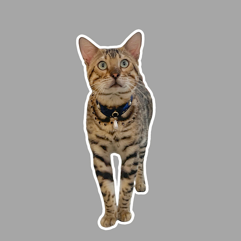 Starry Night Cat Collar