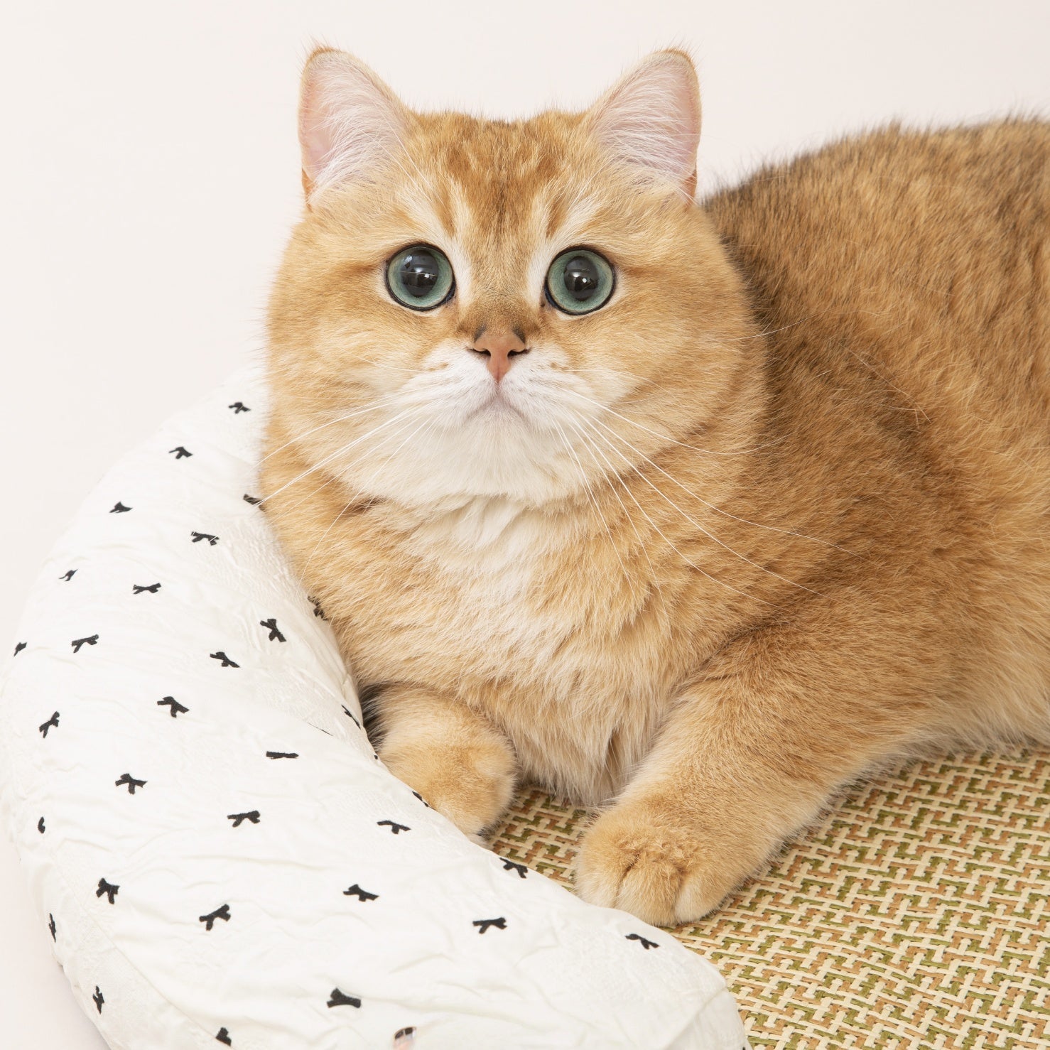 Brisa Cooling Cat Mat – Scratch-Friendly Summer Bed with Pillow