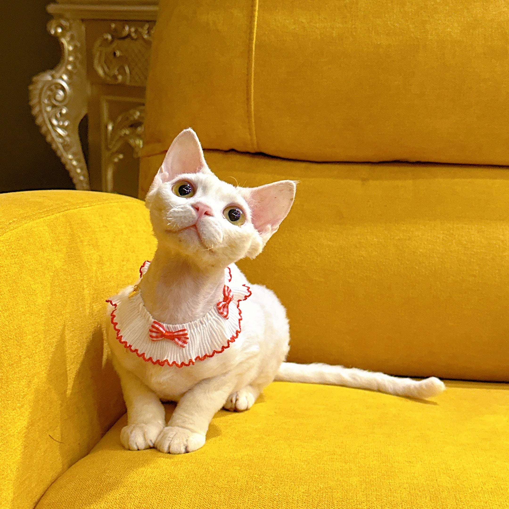 Summer Bow Cat Scarf Bib