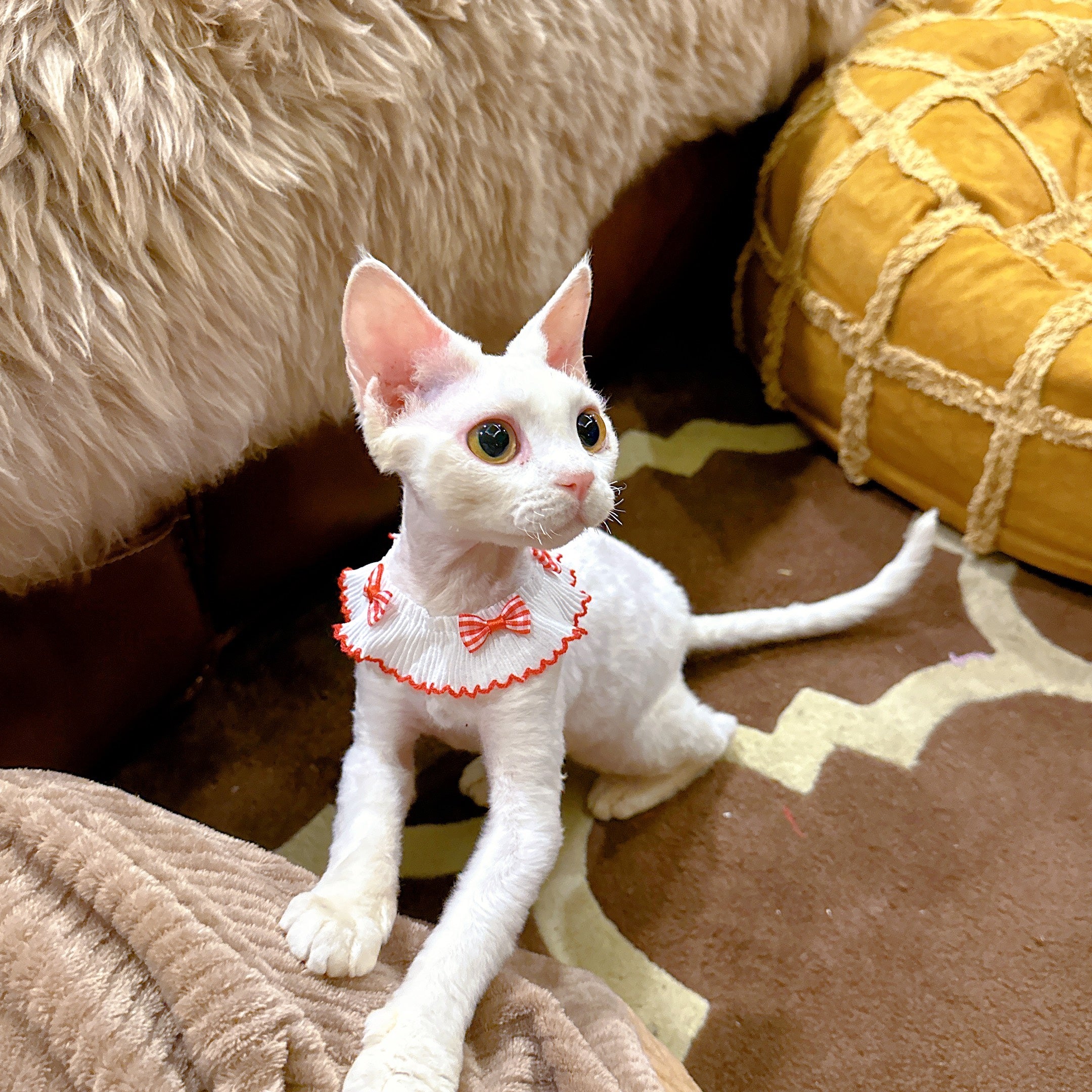 Summer Bow Cat Scarf Bib