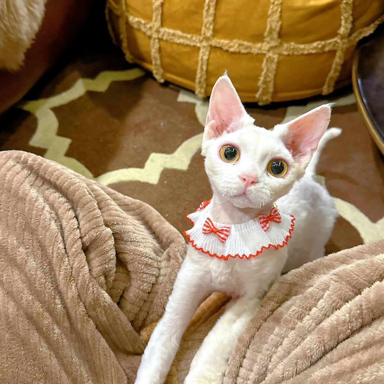 Summer Bow Cat Scarf Bib